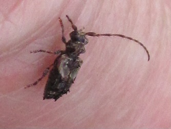 Pogonocherus hispidus, Cerambycidae